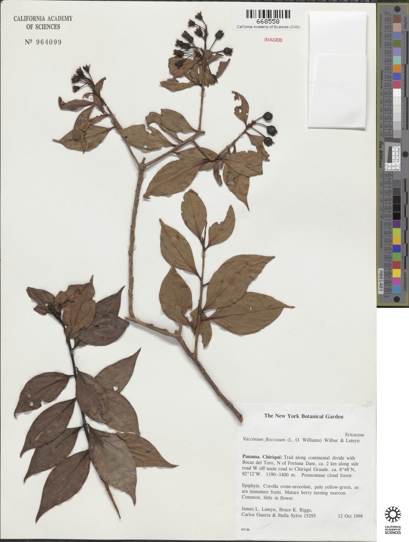 Vaccinium floccosum photo 2