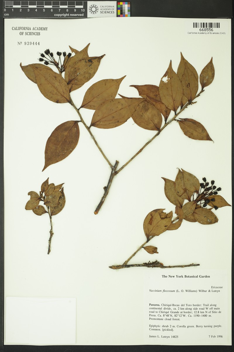 Vaccinium floccosum photo 3