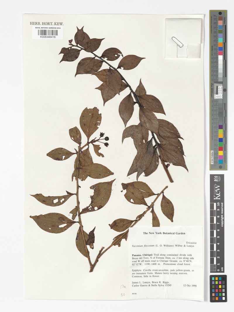 Vaccinium floccosum photo 4
