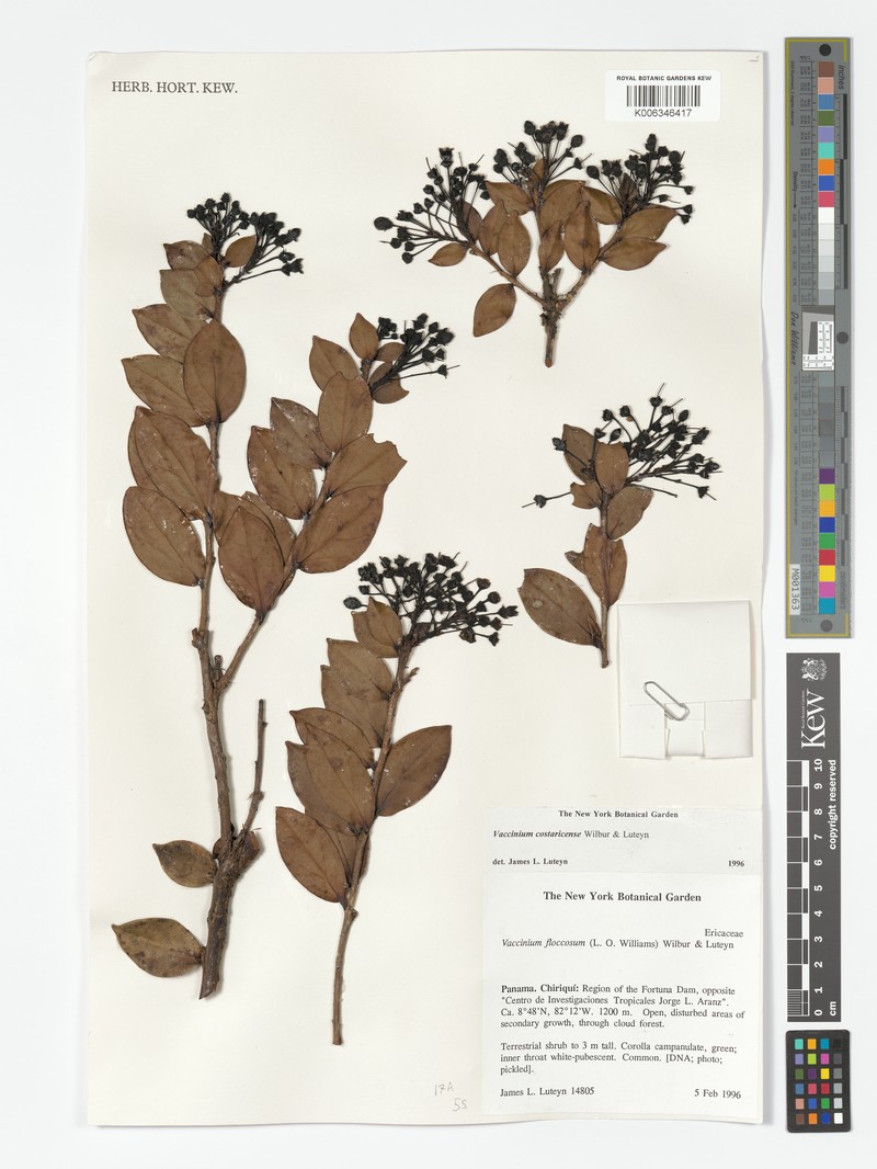 Vaccinium floccosum photo 5