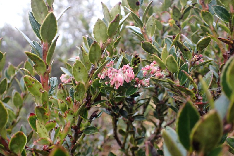 Vaccinium floribundum photo 2