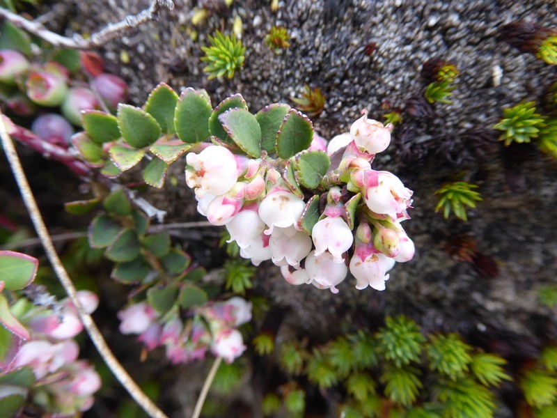 Vaccinium floribundum photo 3