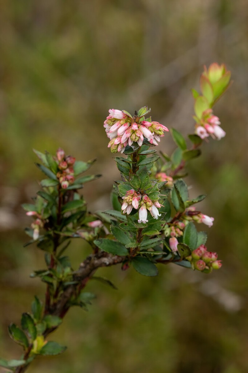 Vaccinium floribundum photo 4