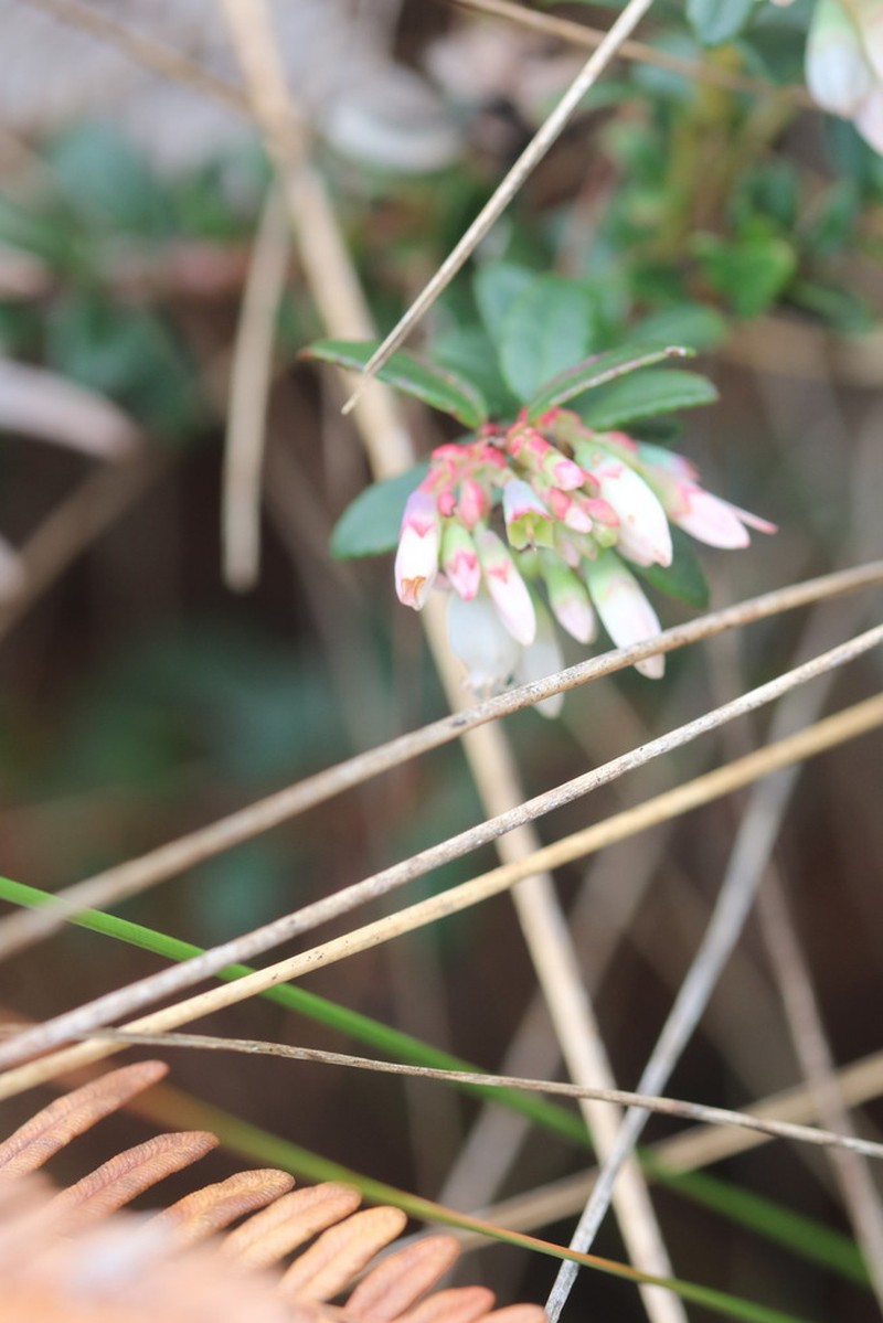 Vaccinium floribundum photo 5