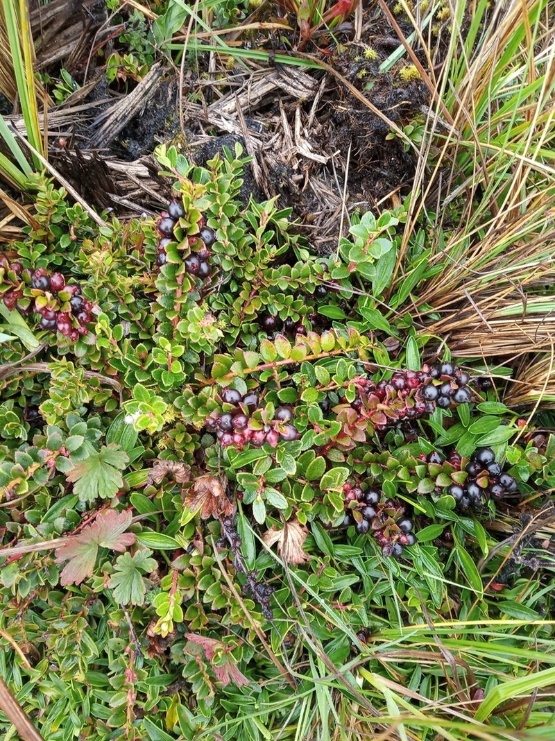 Vaccinium floribundum photo 6