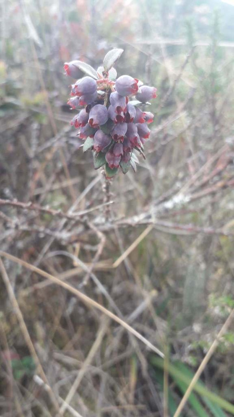 Vaccinium floribundum photo 7