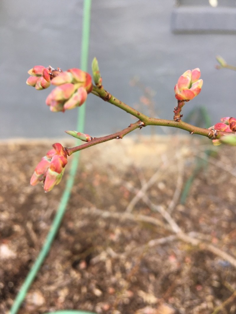 Southern Blueberry photo 2