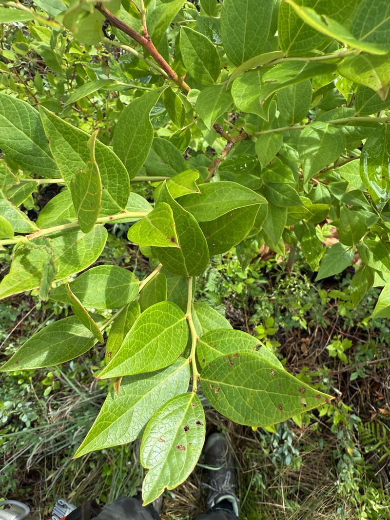 Southern Blueberry photo 3