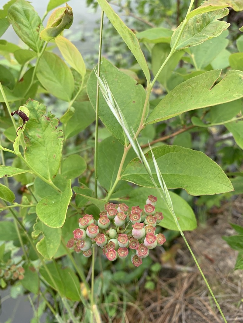 Southern Blueberry photo 4
