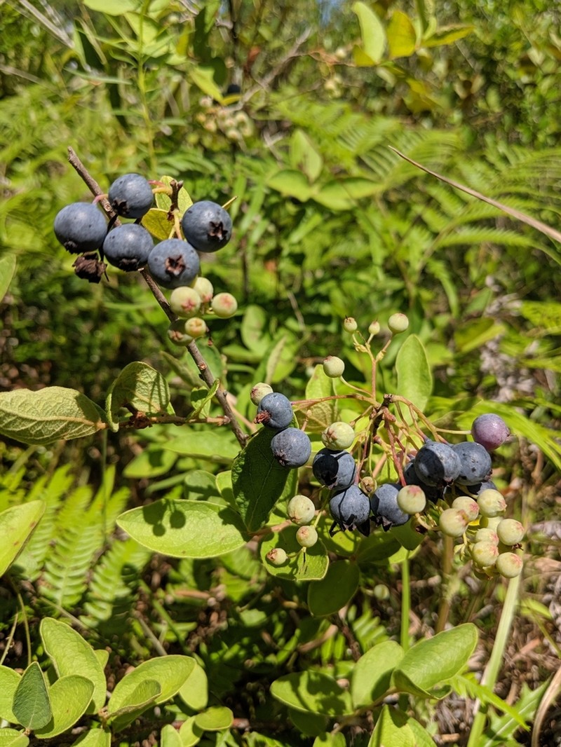 Southern Blueberry photo 5