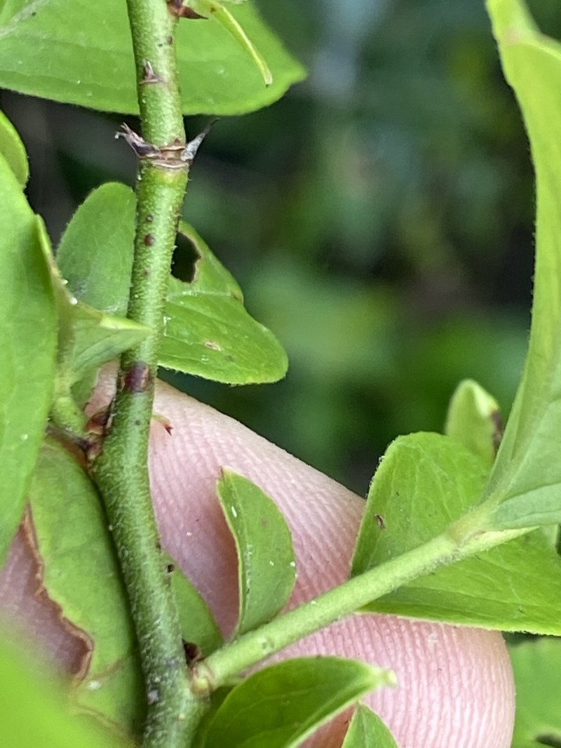 Southern Blueberry photo 6