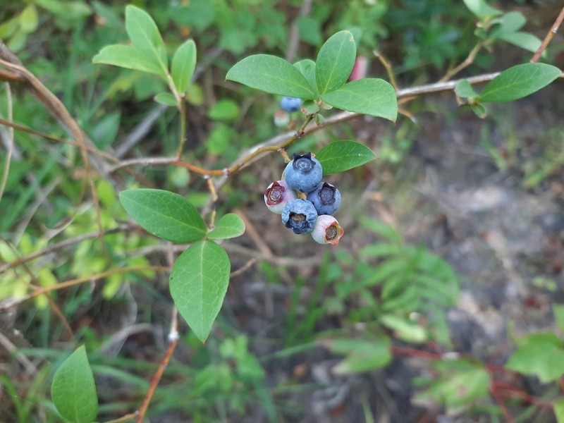 Southern Blueberry photo 7