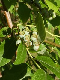 Southern Blueberry