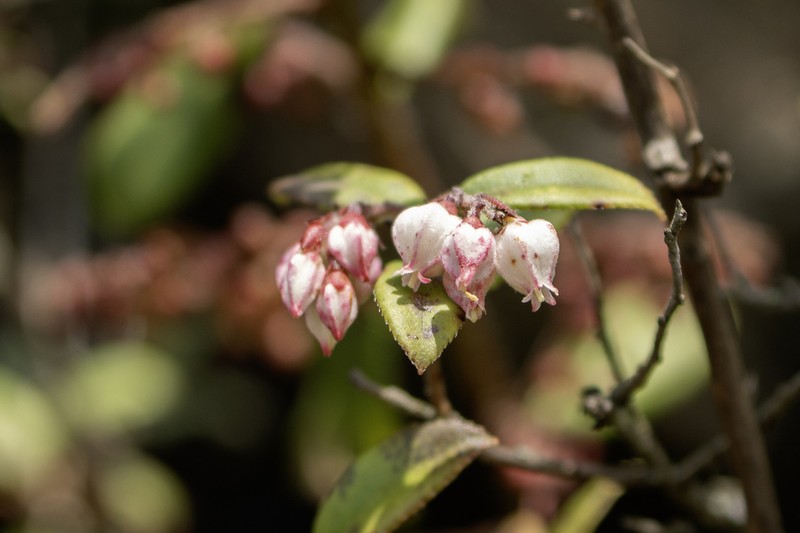 Vaccinium fragile
