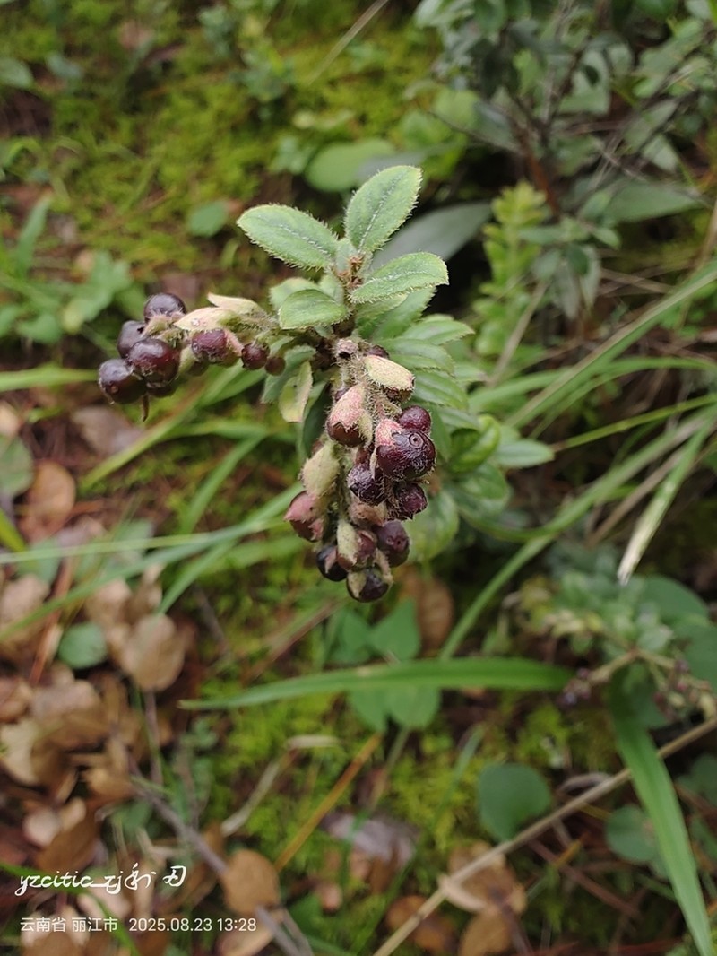 Vaccinium fragile photo 2