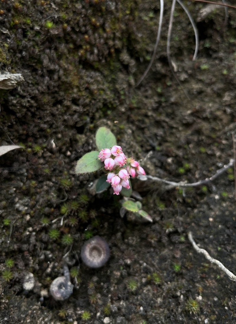 Vaccinium fragile photo 3