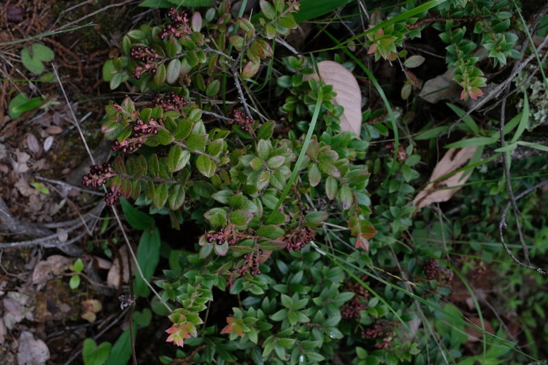 Vaccinium fragile photo 4