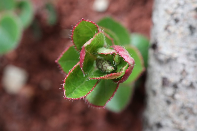 Vaccinium fragile photo 5