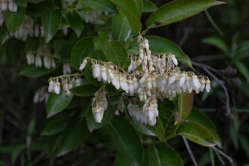 Vaccinium fragile photo 6