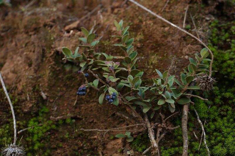 Vaccinium fragile photo 7