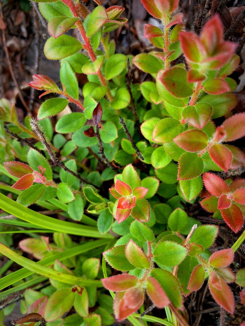 Vaccinium fragile photo 8