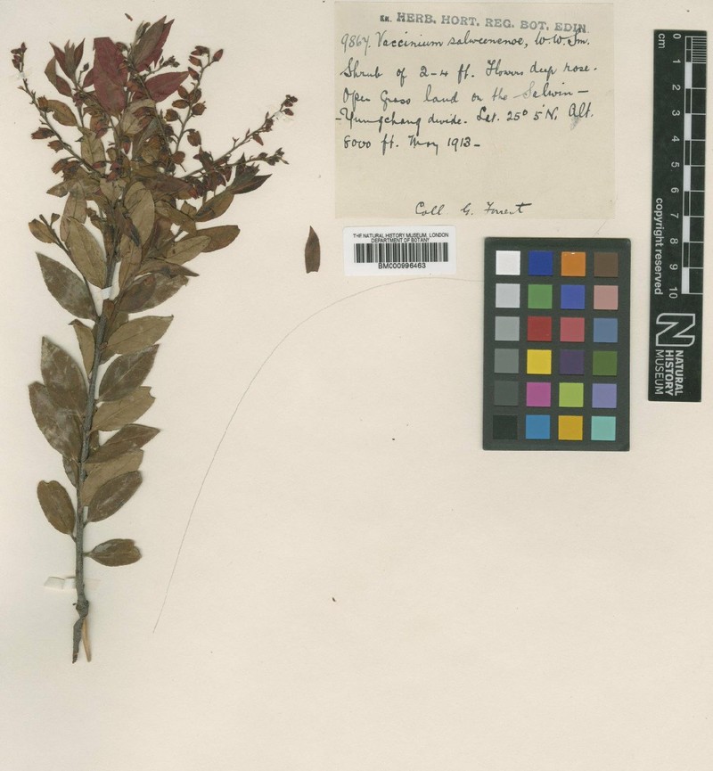 Vaccinium fragile var. mekongense