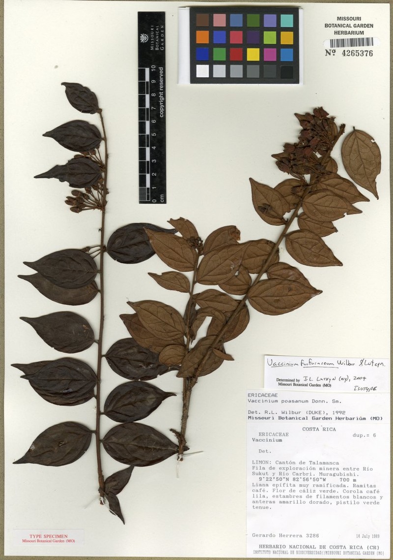 Vaccinium furfuraceum