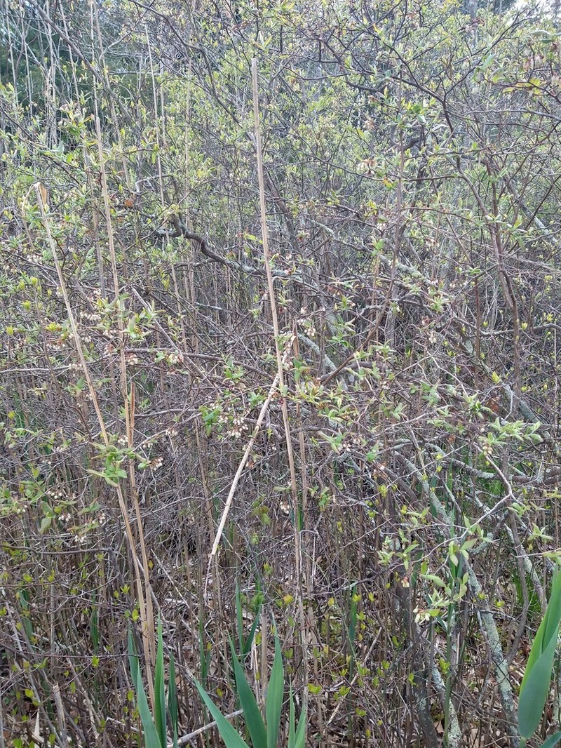 Black Highbush Blueberry photo 2