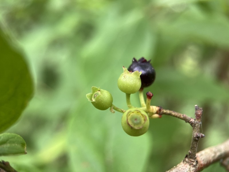 Black Highbush Blueberry photo 3