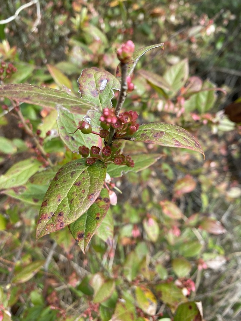 Black Highbush Blueberry photo 4