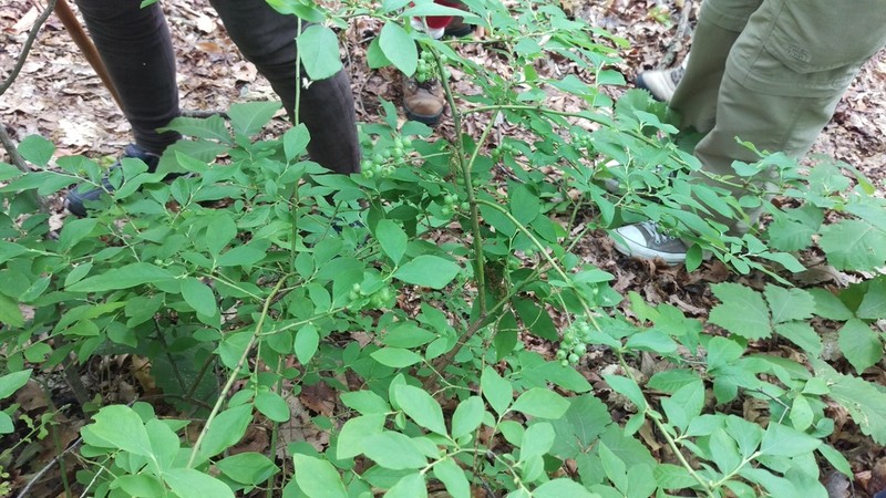 Black Highbush Blueberry photo 5
