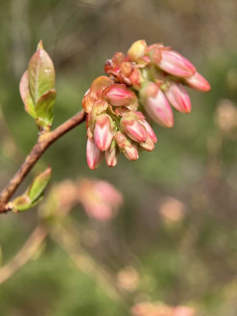 Black Highbush Blueberry photo 6