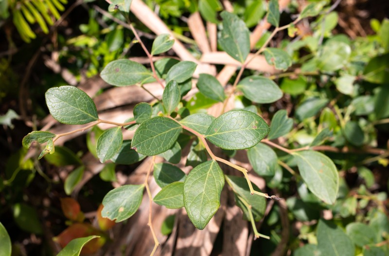 Black Highbush Blueberry photo 7