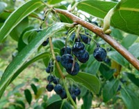 Vaccinium gaultheriifolium