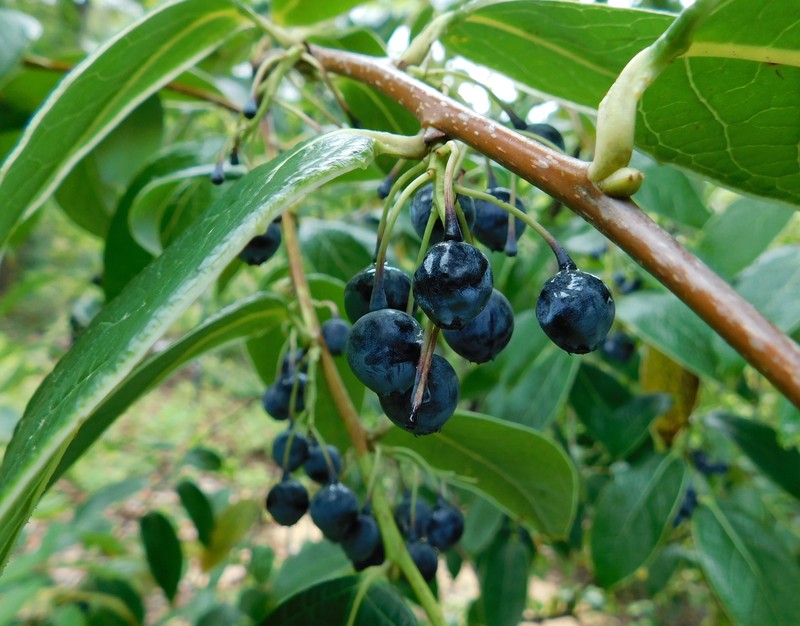 Vaccinium gaultheriifolium