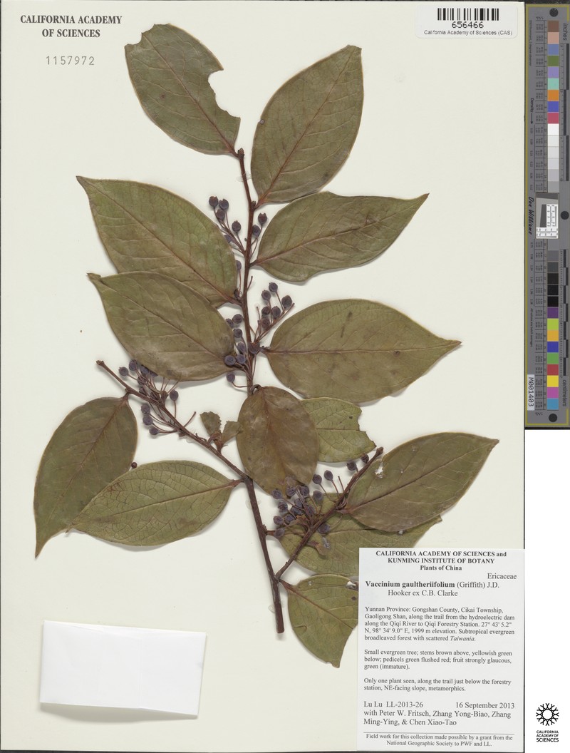Vaccinium gaultheriifolium photo 2