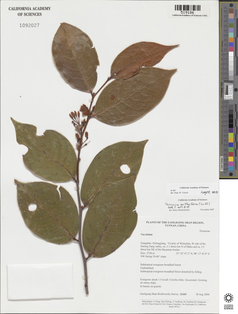 Vaccinium gaultheriifolium photo 3