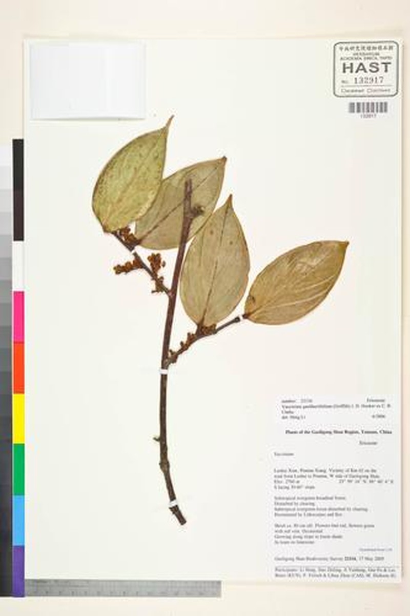 Vaccinium gaultheriifolium photo 4