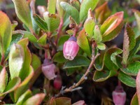 Mexican Blueberry