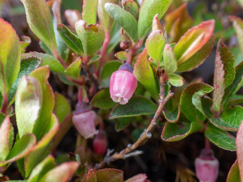 Mexican Blueberry