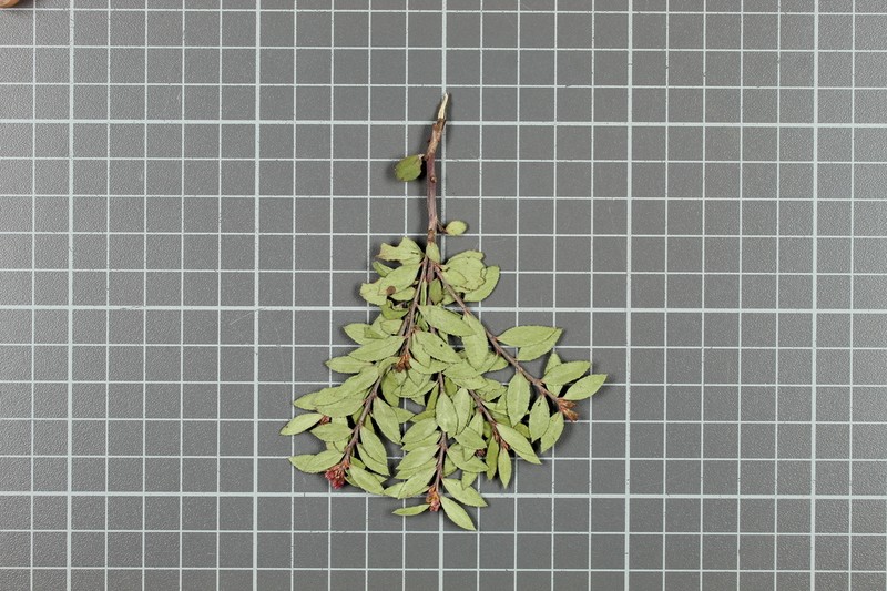 Mexican Blueberry photo 2
