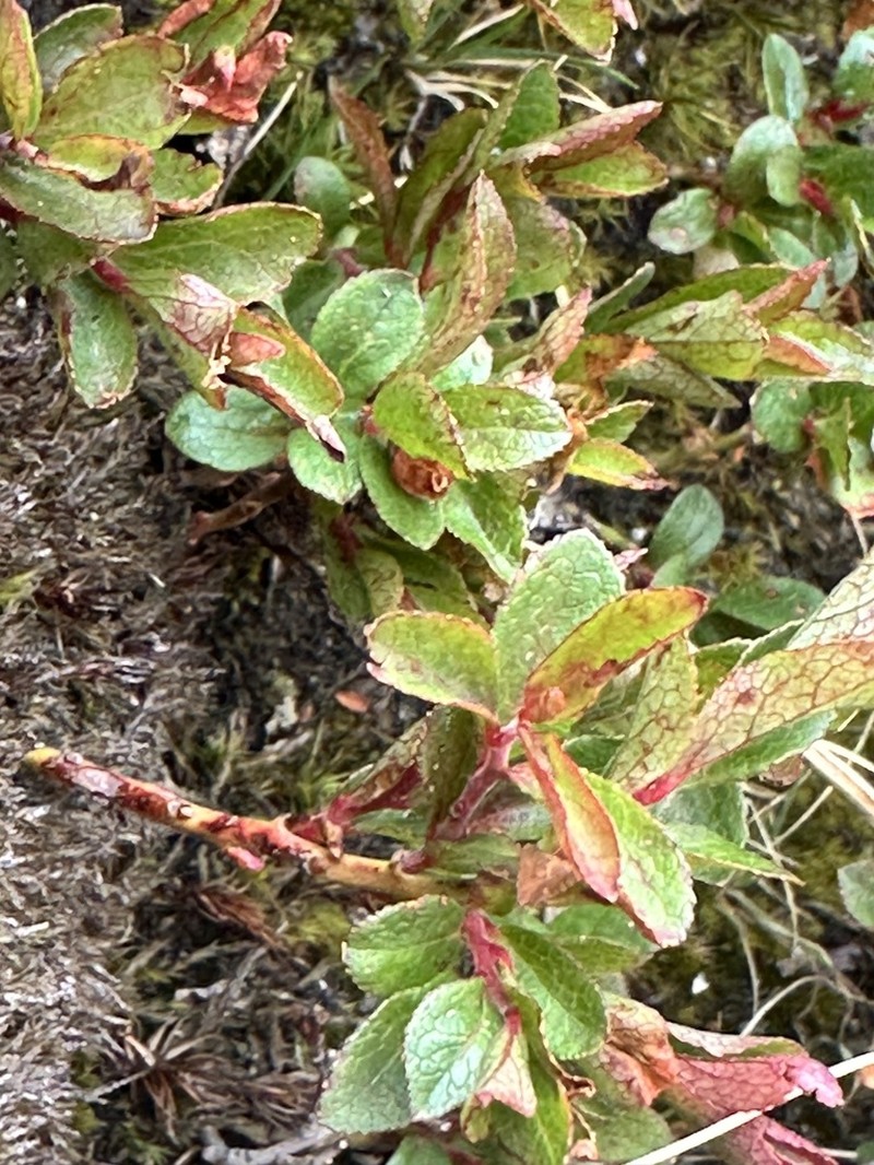 Mexican Blueberry photo 3