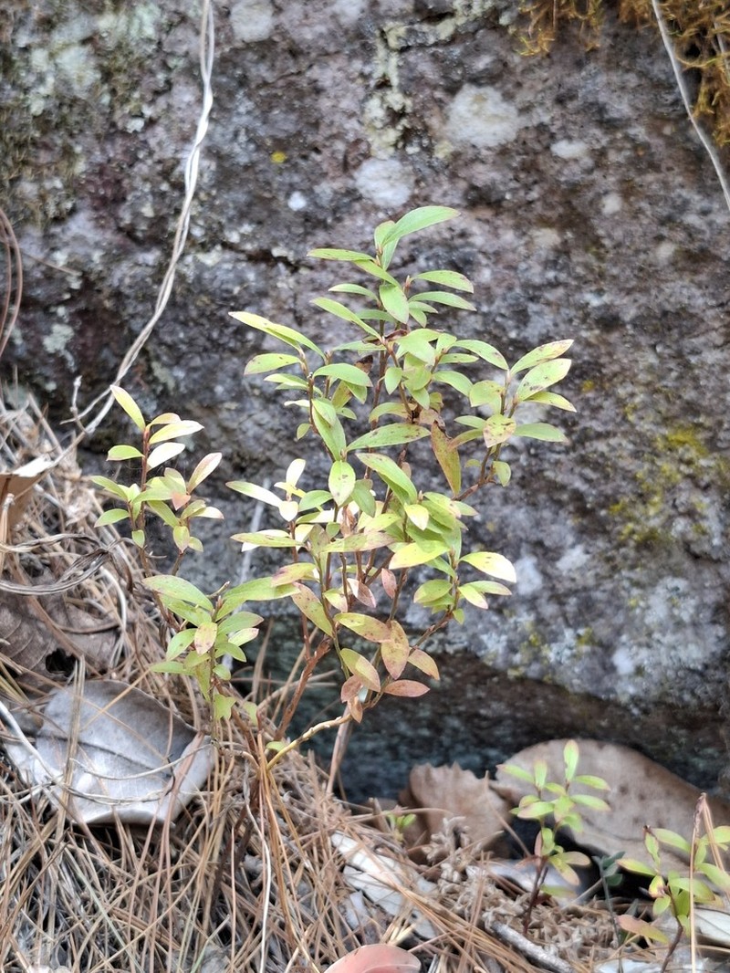 Mexican Blueberry photo 4