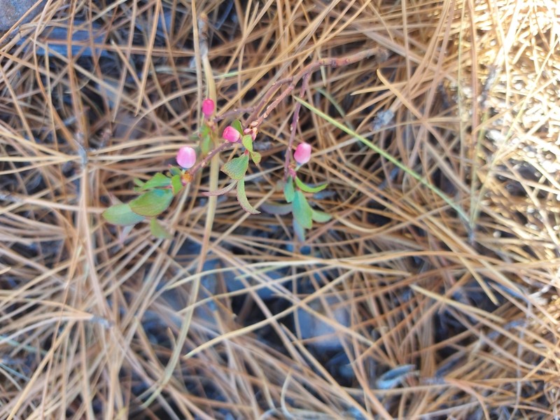 Mexican Blueberry photo 5