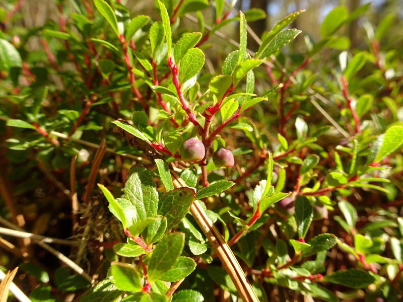 Mexican Blueberry photo 6