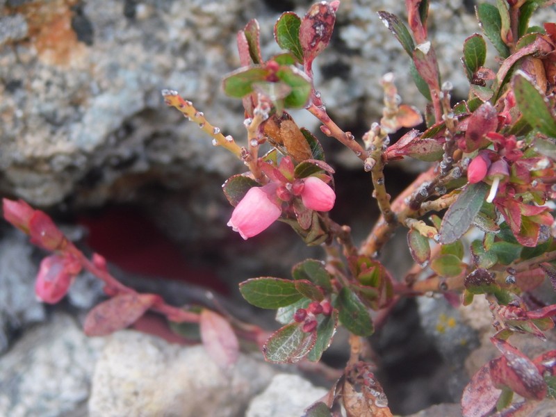 Mexican Blueberry photo 7