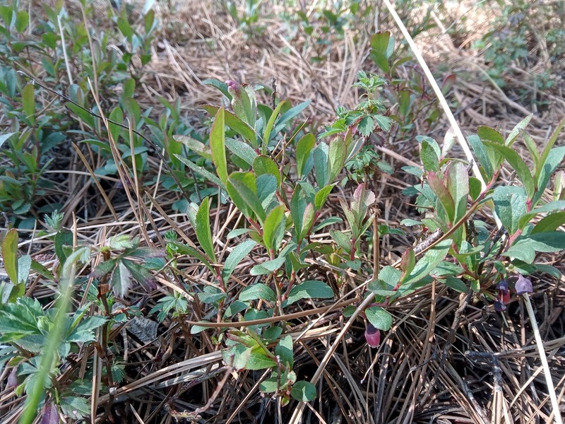 Mexican Blueberry photo 8