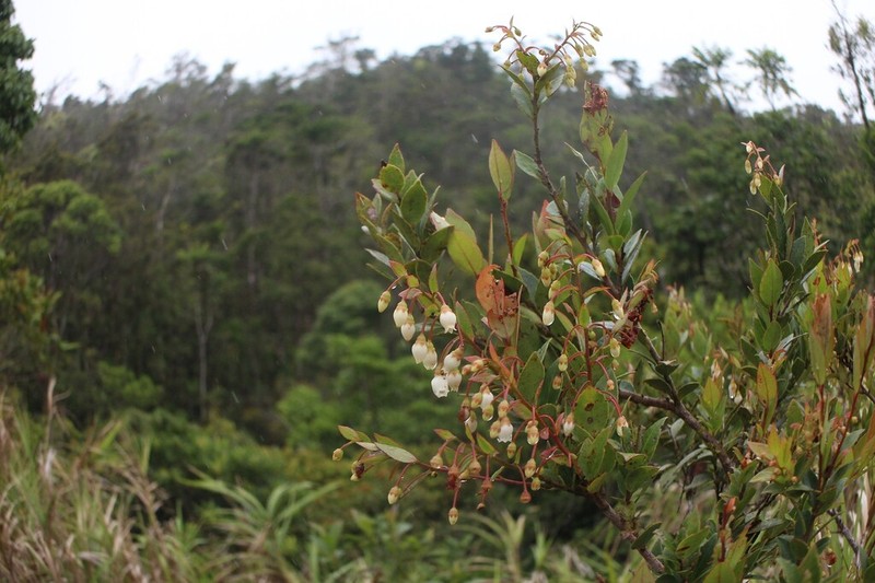 Vaccinium gitingense