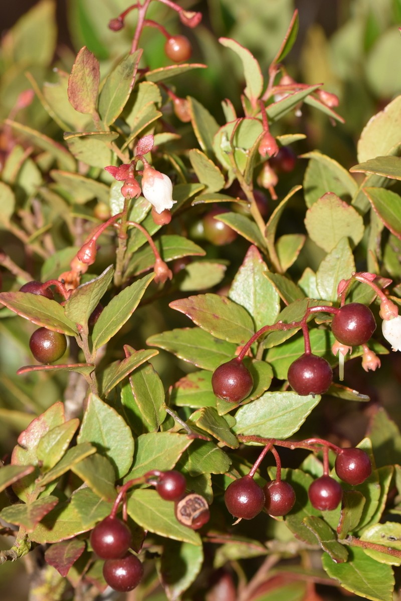 Vaccinium gitingense photo 2