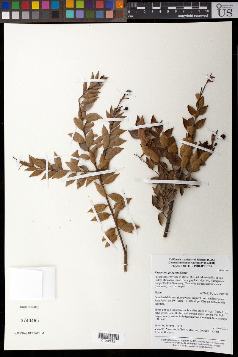 Vaccinium gitingense photo 3